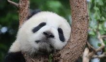 娱乐吃瓜大熊猫视频大全